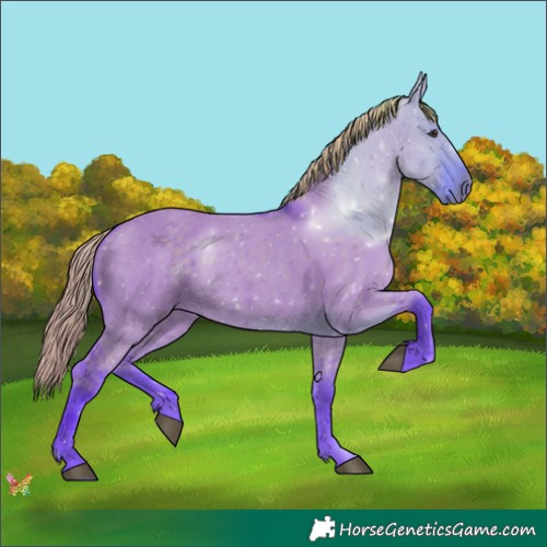 Horse Color:Watercolor White Spotted Liver Red Dun Rabicano 