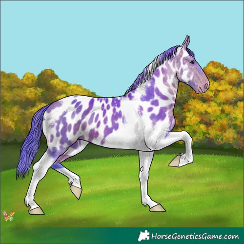 Horse Color:Watercolor Bay Tobiano Appaloosa 