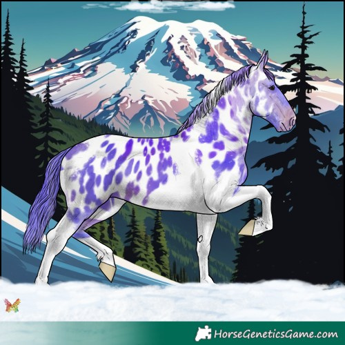 Horse Color:Watercolor Bay Tobiano Appaloosa 