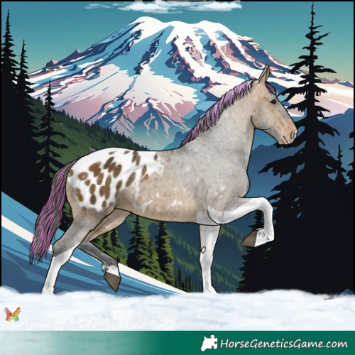Horse Color:Painted Bay Tobiano Appaloosa 