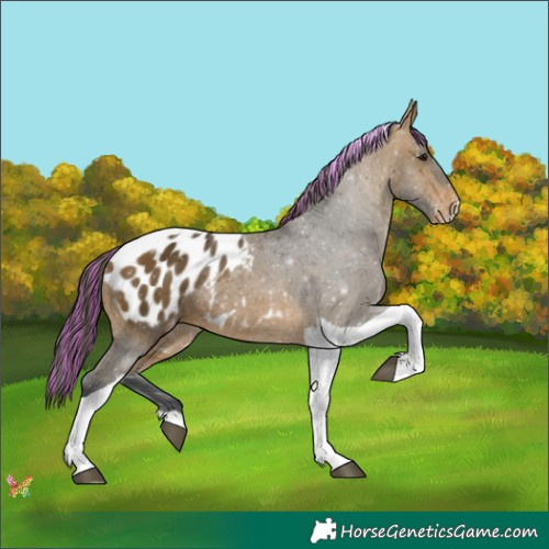 Horse Color:Painted Bay Tobiano Appaloosa