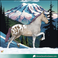 Horse Color:Painted Bay Tobiano Blanket 