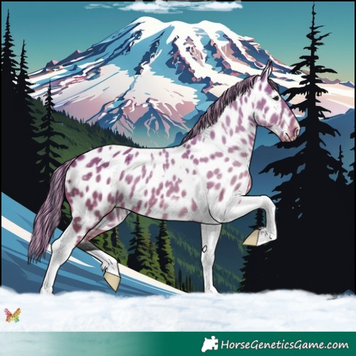 Horse Color:Painted Bay Tobiano Appaloosa 