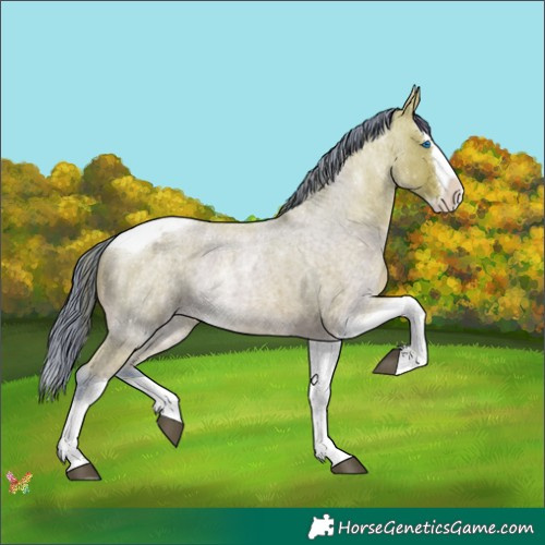 Horse Color:Watercolor Bay Roan Splash Tobiano 