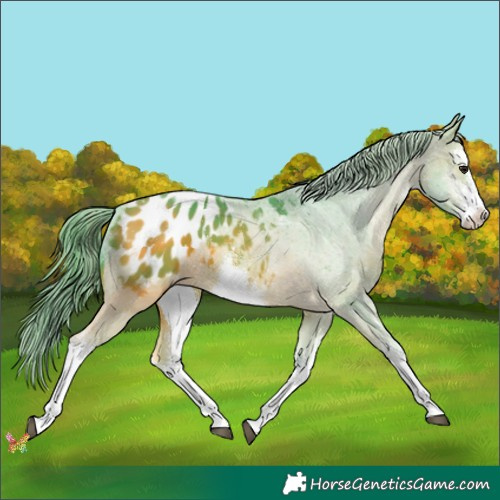 Horse Color:Watercolor White Spotted Bay Appaloosa 