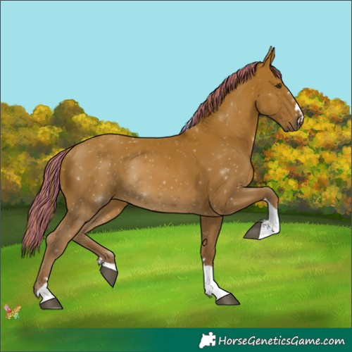 Horse Color:Painted Chestnut Tobiano 