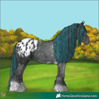 Horse Color:Painted Black Tobiano Appaloosa