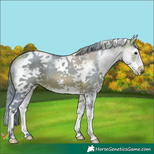 Horse Color:Watercolor White Spotted Bay