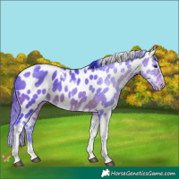 Horse Color:Watercolor Brown Dun Tobiano Appaloosa 