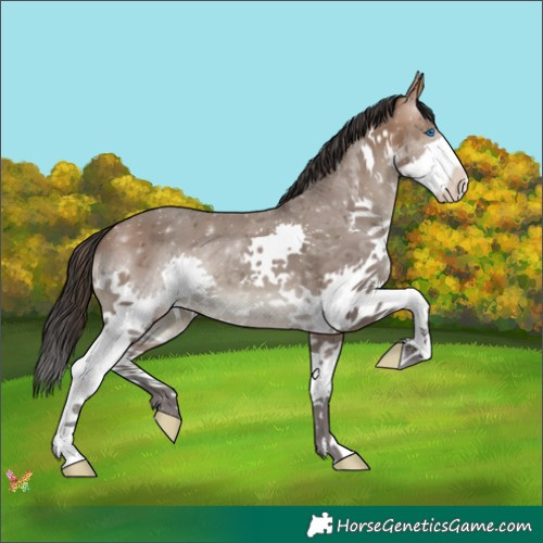 Horse Color:Sable Champagne Splash 