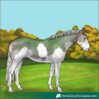 Horse Color:Watercolor Silver Brown Splash
