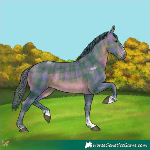 Horse Color:Watercolor Plaid  Buckskin 