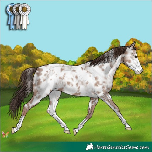 Horse Color:White Spotted Classic Champagne Ice Sabino Appaloosa 