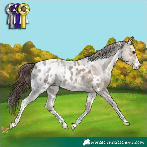 Horse Color:White Spotted Classic Champagne Ice Sabino Appaloosa 