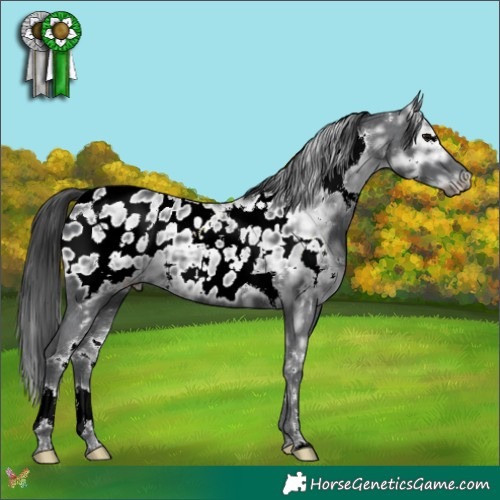 Horse Color:White Spotted Black Ice Appaloosa 