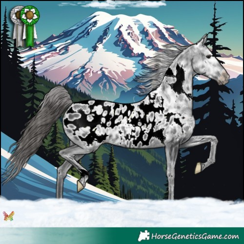 Horse Color:White Spotted Black Ice Near Leopard 