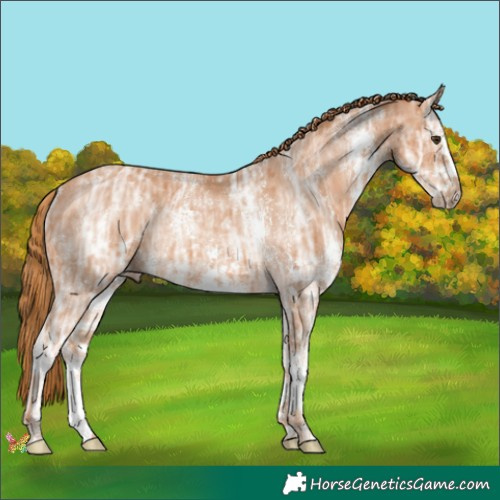 Horse Color:Chestnut Ice Sabino Rabicano 