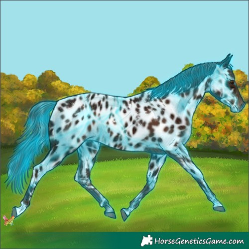 Horse Color:Thunderstruck White Spotted Liver Chestnut Ice Appaloosa Rabicano 