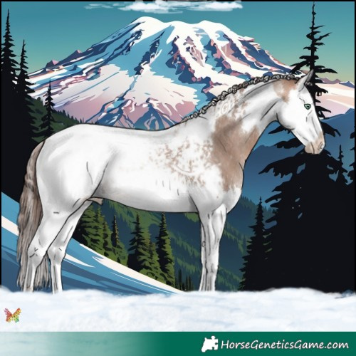 Horse Color:Sable Champagne Splash Tobiano Appaloosa 