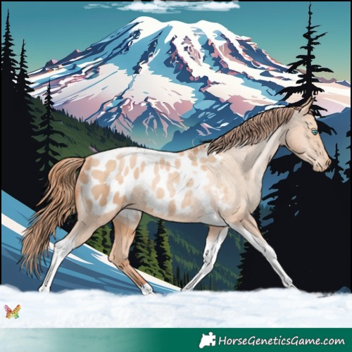 Horse Color:Sable Champagne Pearl Tobiano Appaloosa 
