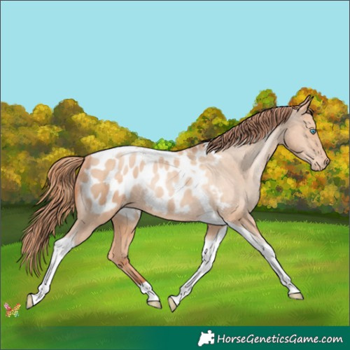Horse Color:Sable Champagne Pearl Tobiano Appaloosa 
