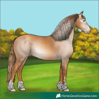 Horse Color:Gray Gold Champagne 