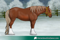 Horse Color:Chestnut 
