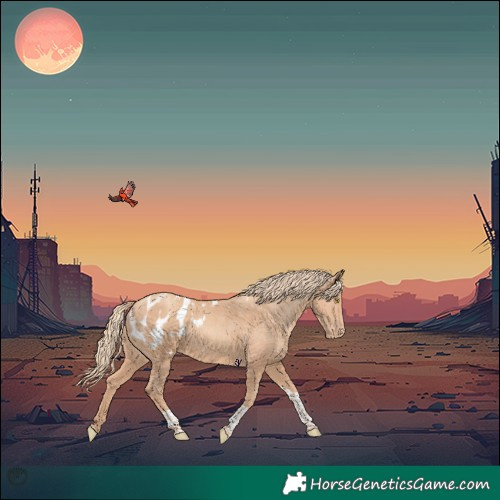 Horse Color:Gold Champagne Tobiano Appaloosa 