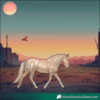 Horse Color:Gold Champagne Tobiano Appaloosa 