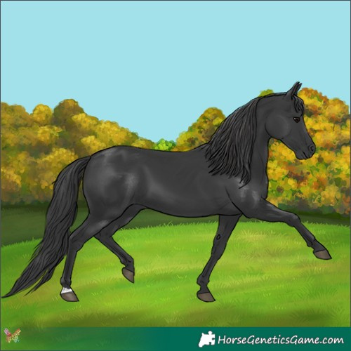 Horse Color:Black 