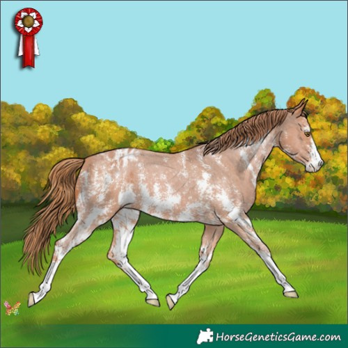 Horse Color:Chestnut Sabino Appaloosa 