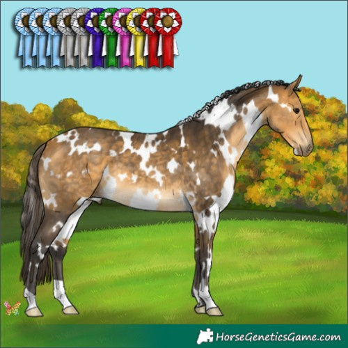 Horse Color:White Spotted Buckskin 