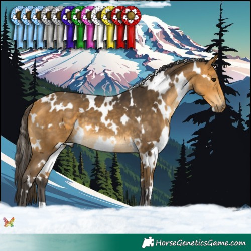 Horse Color:White Spotted Buckskin 