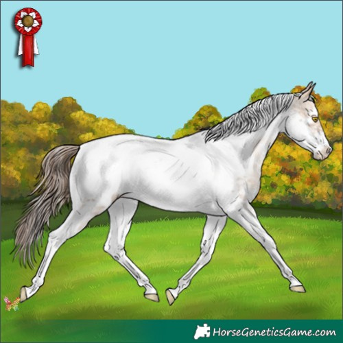Horse Color:Amber Champagne Sabino Tobiano Frame Appaloosa 