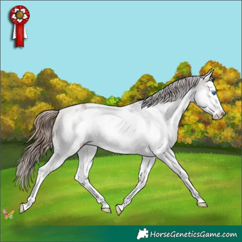Horse Color:White Spotted Amber Champagne Splash Frame Appaloosa 