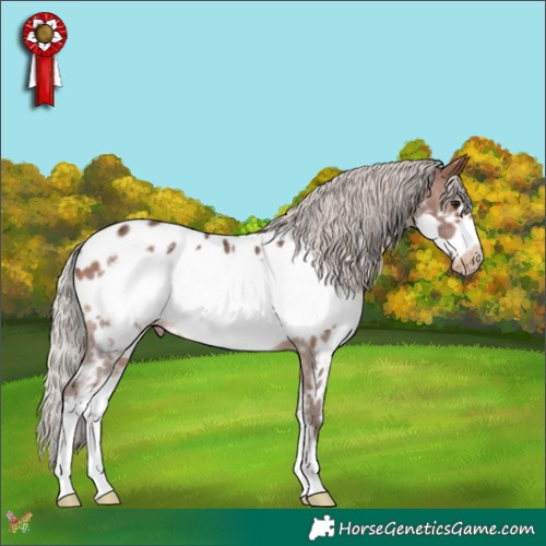 Horse Color:Silver Bay Sabino Frame Appaloosa 