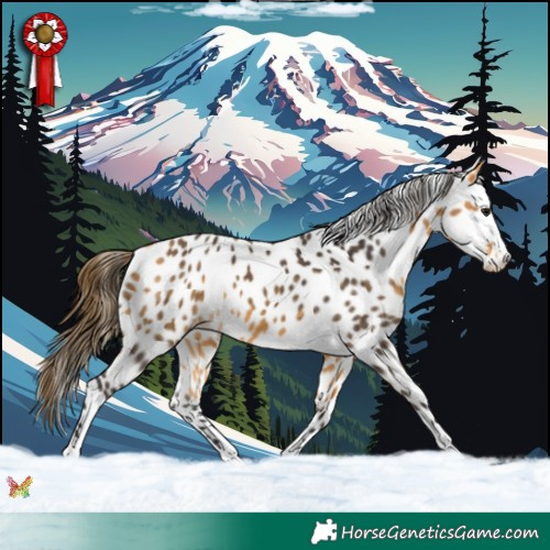 Horse Color:Buckskin Appaloosa 