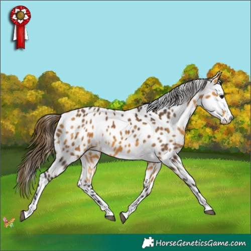 Horse Color:Buckskin Appaloosa 