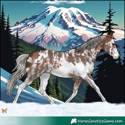 Horse Color:White Spotted Silver Bay Sabino 