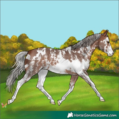 Horse Color:White Spotted Silver Bay Sabino 