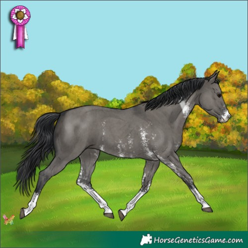 Horse Color:Grullo Sabino 