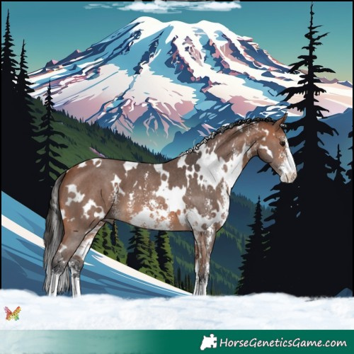 Horse Color:White Spotted Bay Sabino 