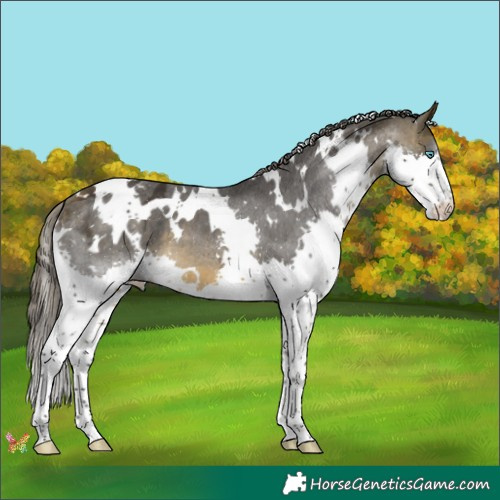 Horse Color:White Spotted Buckskin Splash Appaloosa 