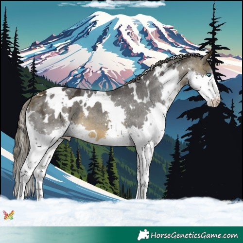 Horse Color:White Spotted Buckskin Splash Appaloosa 