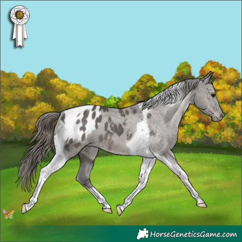 Horse Color:Smoky Grullo Tobiano Appaloosa 