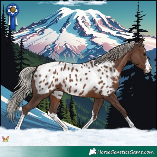 Horse Color:White Spotted Silver Black Appaloosa 
