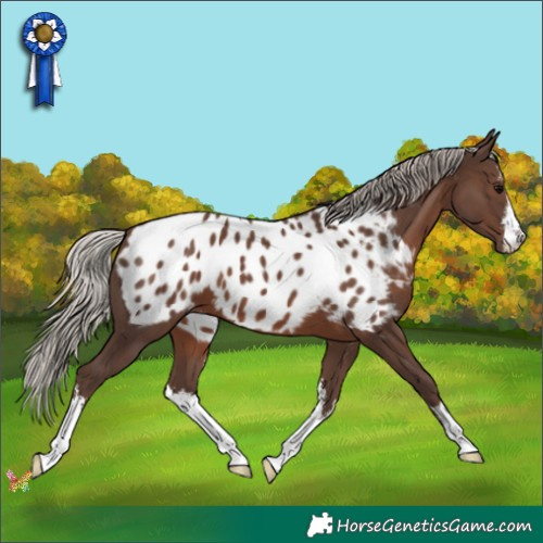 Horse Color:White Spotted Silver Black Appaloosa 