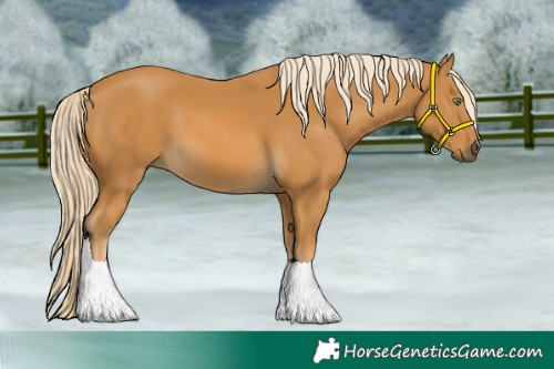 Horse Color:Palomino 