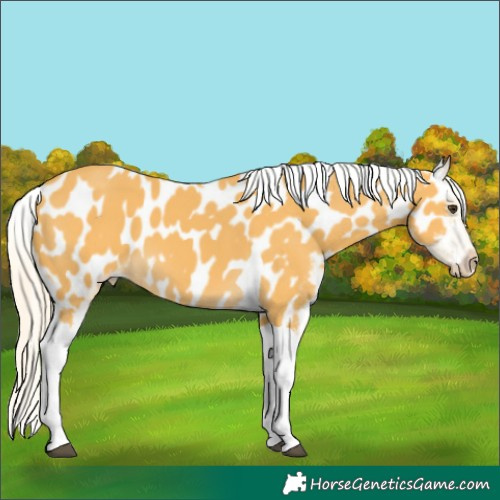 Horse Color:Palomino Tobiano Appaloosa 