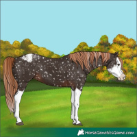 Horse Color:Liver Chestnut Sabino Splash Appaloosa 